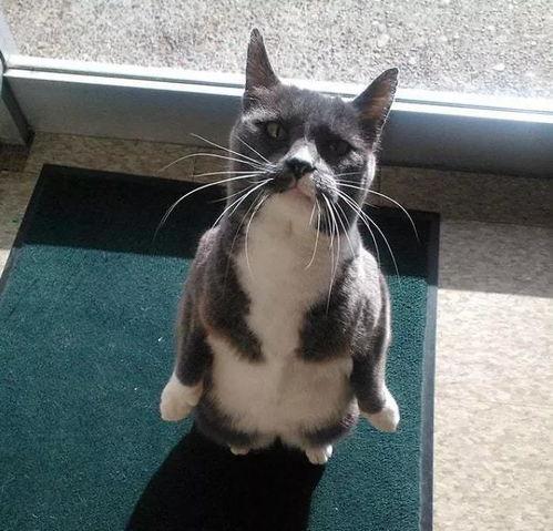 娱乐圈吃瓜猫咪是谁啊