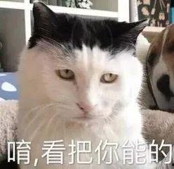 娱乐圈吃瓜猫咪是谁啊