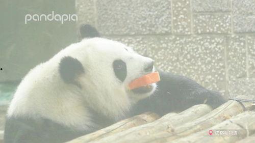 娱乐圈吃瓜熊猫,熊猫视角下的吃瓜盛宴