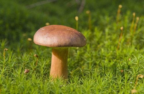 娱乐吃瓜酱野生字幕菌