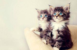 娱乐吃瓜酱猫条,揭秘娱乐圈那些不为人知的幕后故事