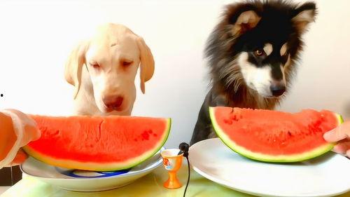 每日吃瓜播报,娱乐圈新鲜事速递